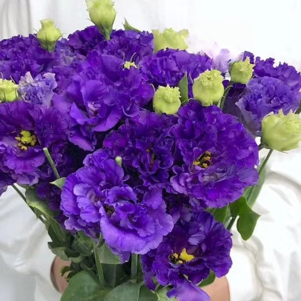 2 Eustoma Lisianthus Live Plants, Lisianthus Flowers Seedlings, 2-3 Inch Tall Well-Rooted Plug, Lisianthus Plants (Dark Blue Lisianthus)