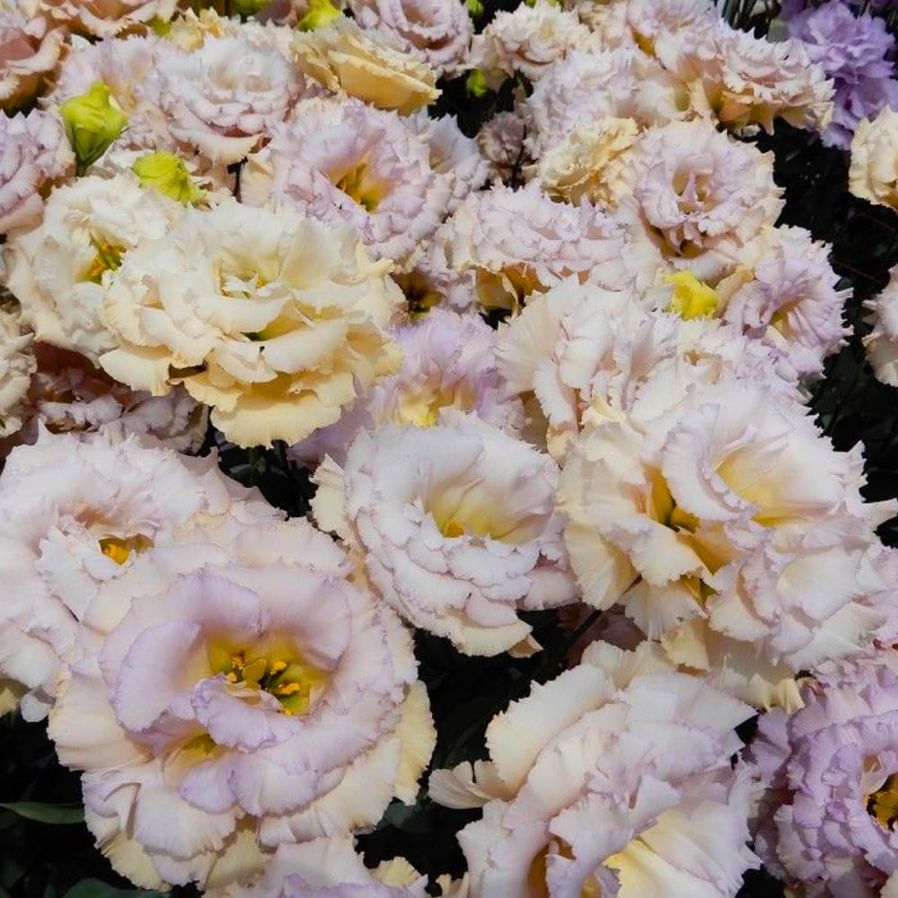 Sets 2 Blue Lisianthus Eustoma Live Plants, Plug Size, Well-Rooted, Texas Bluebell, Thornless Love Rose Plant, Spring to Fall Bloom, 2-4" in Tall Starter