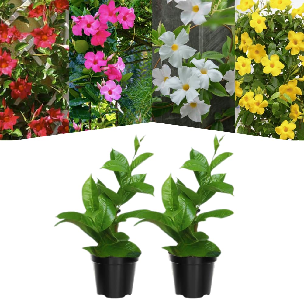 Set of 2 Mandevilla Plants, Mandevilla Vine Seedlings, Spring Flowering Vines, 4-7 Inches Tall for Indoor or Outdoor Planting (Mix Random Mandevilla)