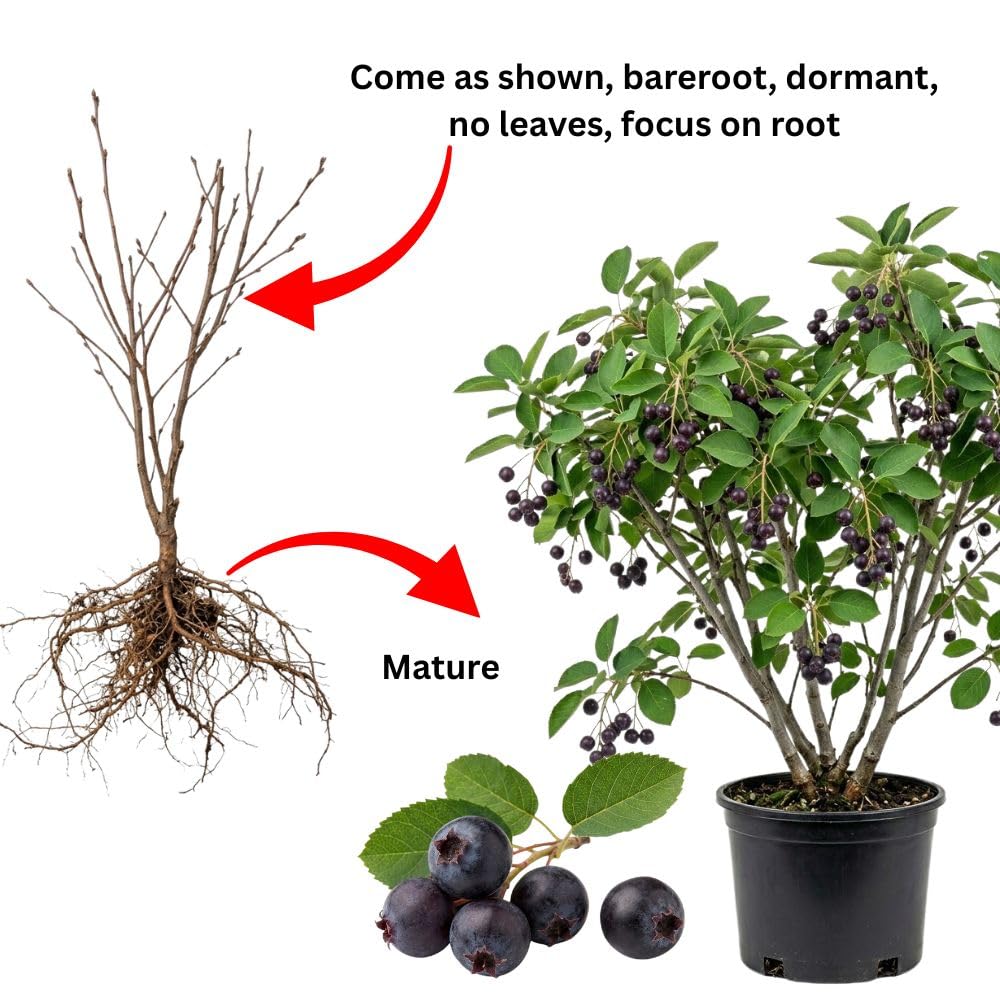 Live Serviceberry Fruit Tree, 6–12 Inch Tall