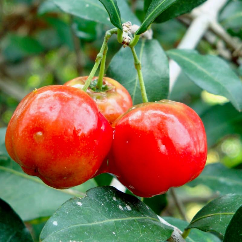 4 Barbados Cherry Trees Live Plants, 4-7" Tall Fast-Growing and High Yielding Sweet Fruit, Edible Fruit Bearing Tree for The Patio and Garden, No Pot