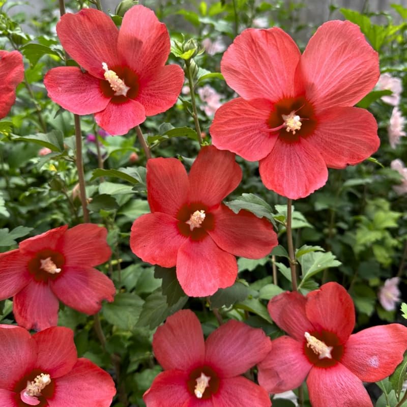 Red Althea Rose of Sharon Tree Live Plant, 1 Year Old Dormant Seedling in Quart Pot, Hibiscus Syriacus for Outdoor Planting, Cold Hardy
