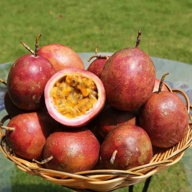 Red Passion Fruit Vine - 1 Gallon Pot, 2-3 Feet Tall Live Plant Sweet Tropical Passiflora Fruit, Fast Growing, No Ship to CA