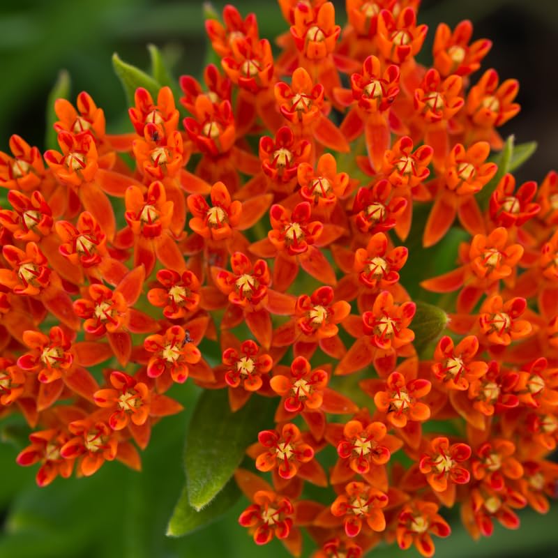 Set 2 Red Milkweed Plants Live, 5-8" Tall Perennial Butterfly Milkweed Plants, Well Rooted, Asclepias Tuberosa Live Plant
