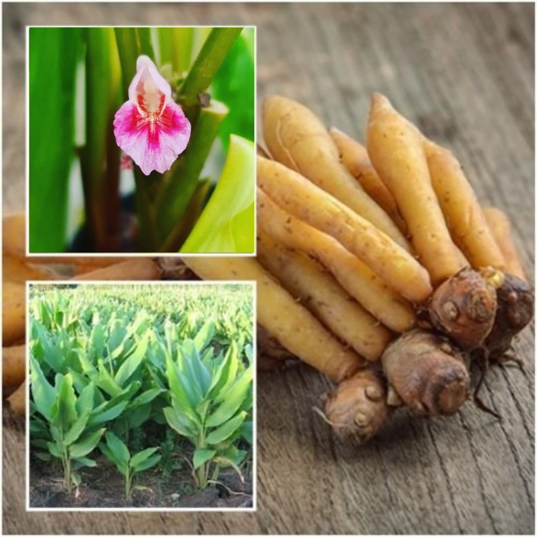 Live Finger Root Plant Tuber for Planting, Thai Fingerroot for Growing Outdoor Herb, 1 Root