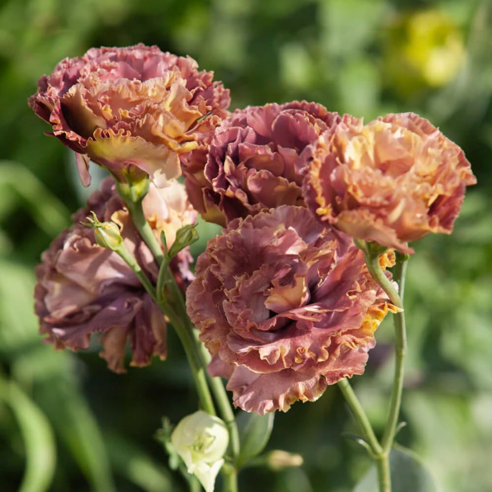 Eustoma Lisianthus Plant Live, Lisianthus Flowers Well Rooted Plug 2-3 Inch Height, Lisianthus Thornless Roses Seedling (Brown Lisianthus)
