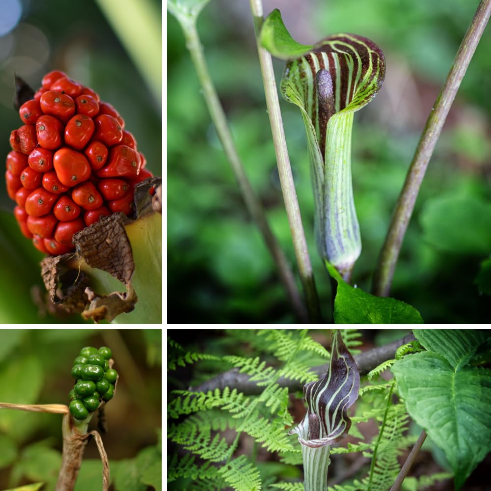 5 Jack in The Pulpit Bulbs for Growing Indoor Oudoor, Tuber Ready to Grow