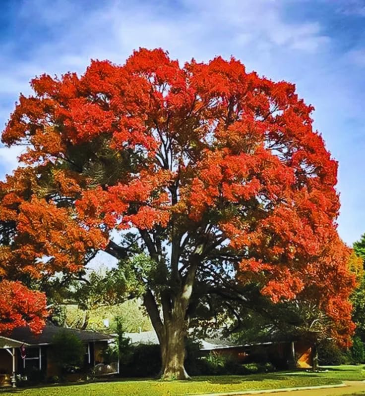 1 Year Old Pin Oak Tree Live Plant in 4" Pot, Fast Growing Shades Tree, Well-Rooted Seedling, Dormant in Winter, 6-12 Inches in Tall