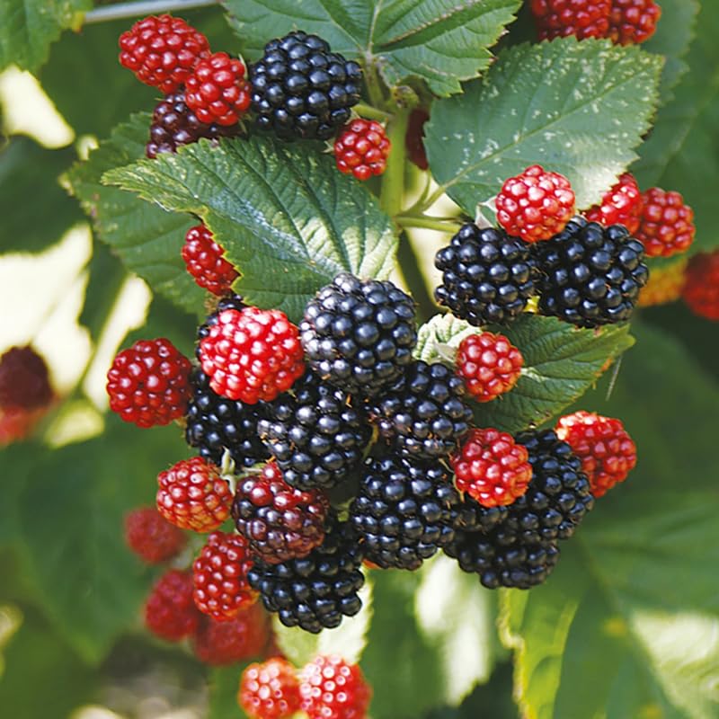 2 Rare BlackBerry Plants Live for Planting, High Yielding, Sweet Juicy Berries for Your Garden, 4-6" in Tall, Cold Hardy, Dormant in Winter, No Pot