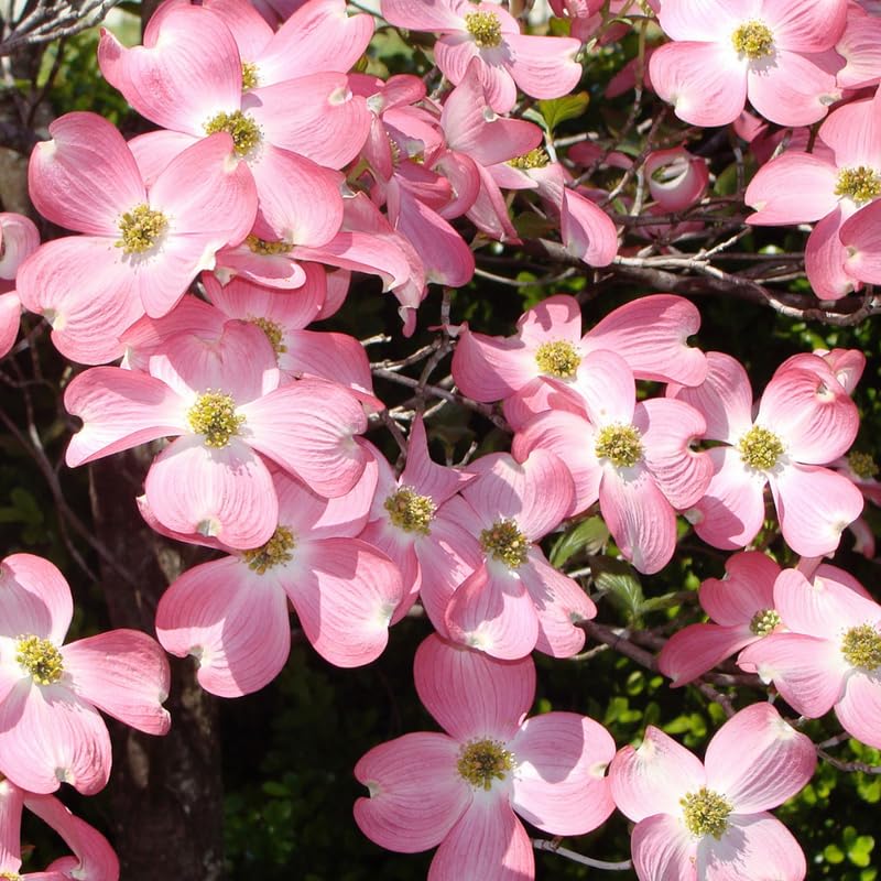Pink Dogwood Tree, 10-16" Tall Hardy Dogwood Tree Plant in Quart Pot, Perennial Flower Plants, Dormant in Winter