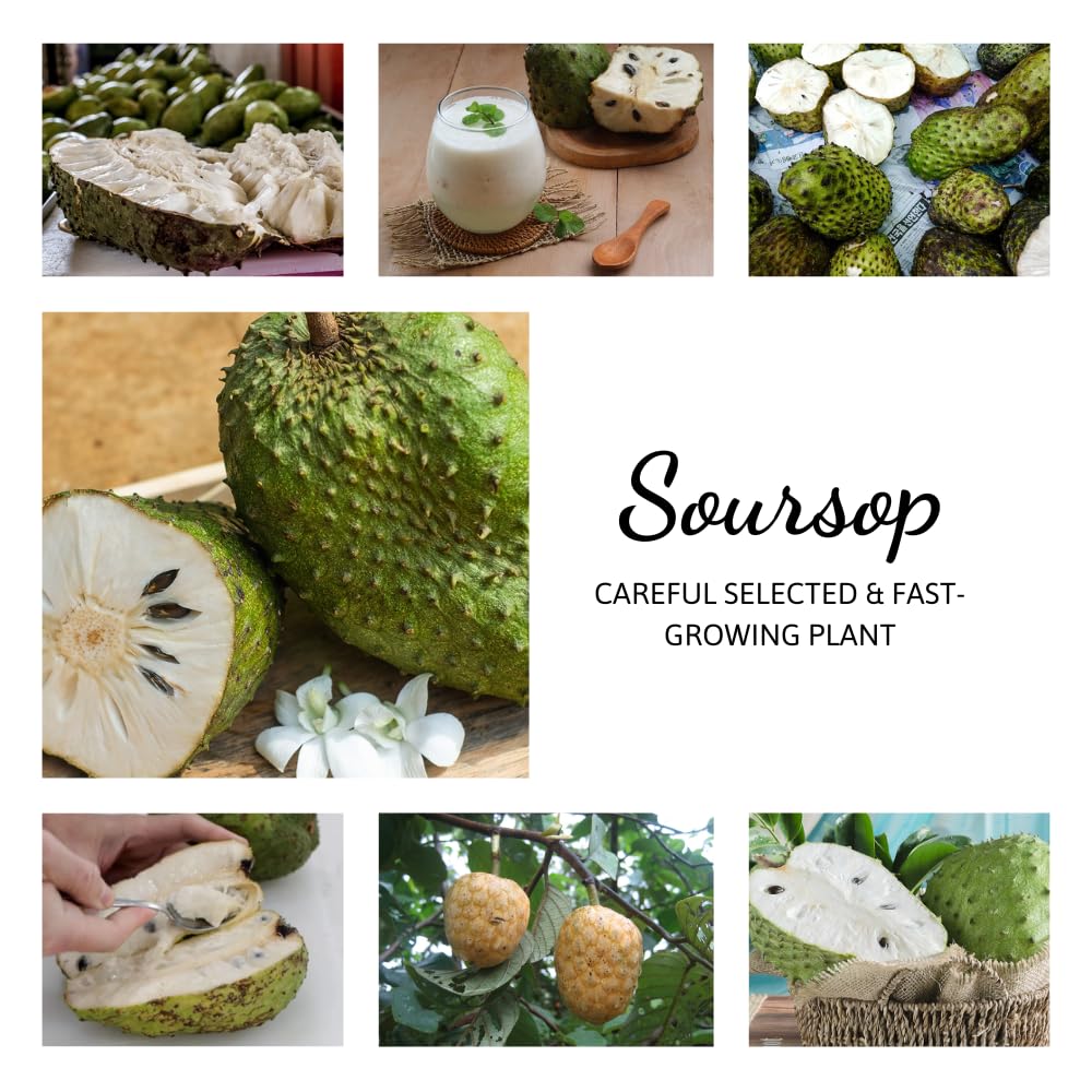 3 Years Grafted Soursop Tree Live Plant 2-3 Feet Tall in 1 Gallon, Sweet Annona Muricata Guanabana for Outdoor Planting, No CA, Ready to Bear Fruit