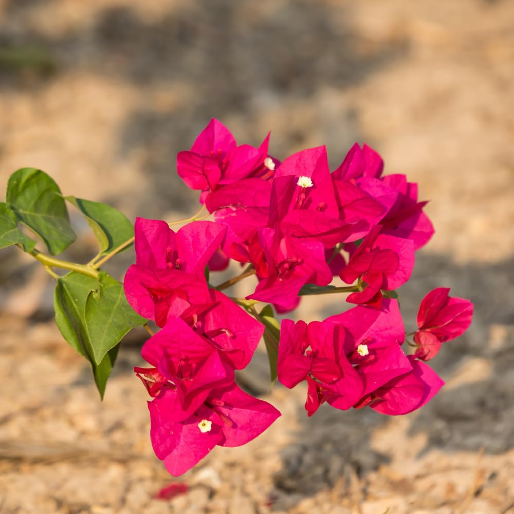2 Pink Bougainvillea Plants Live, Trailing Bougainvillea Plants, Bougainvillea Flowering Vine 4-7 Inches