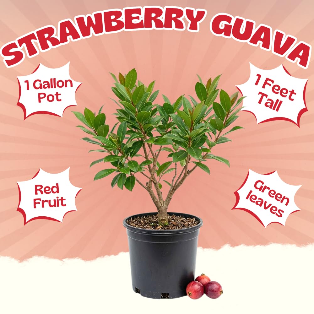 Strawberry Guava Tree Live Plant, Red Guava Fruit Tree, Sweet Tropical Fruit, 1 Feet Tall in 1 Gallon Pot, No Ship to CA