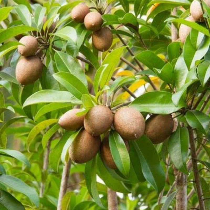 Live Sapodilla Plant, Tropical Fruit Tree for Indoor Outdoor Planting, 2-3 Feet Tall in 3 Gallon Container, No Ship to CA