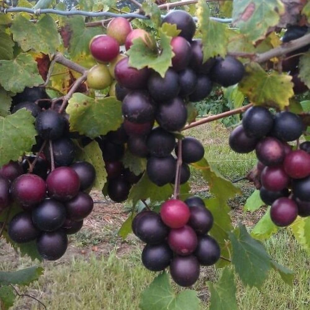 Muscadine Grape Vines Live Plant, 1 Gallon, 20-24" Height, Grape Plant for Outdoor Growing, No Ship to CA