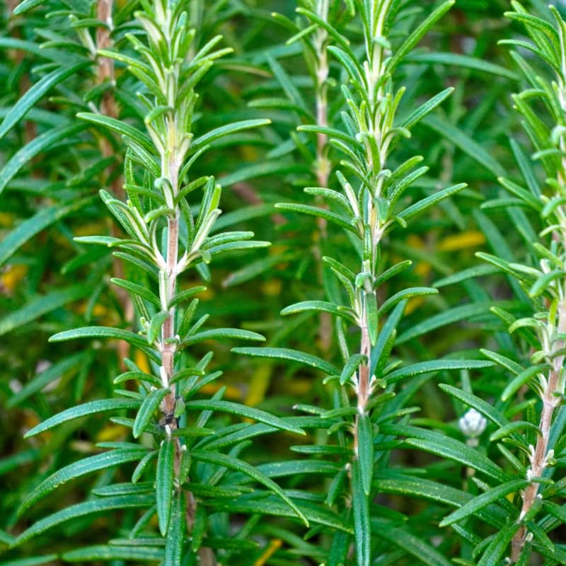 Pack 3 of Rosemary Plants Live, Live Blue Rosemary Plants, 4 Inc Tall, Fragrant Herb Plant, Easy to Plant