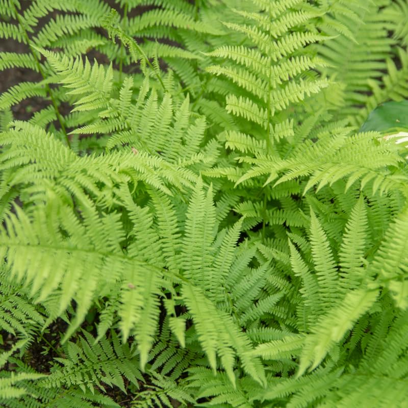 5 Lady Ferns Live Plants Rhizomes, Ferns Live Plants Outdoors Indoors, Pack 5 Bare Roots