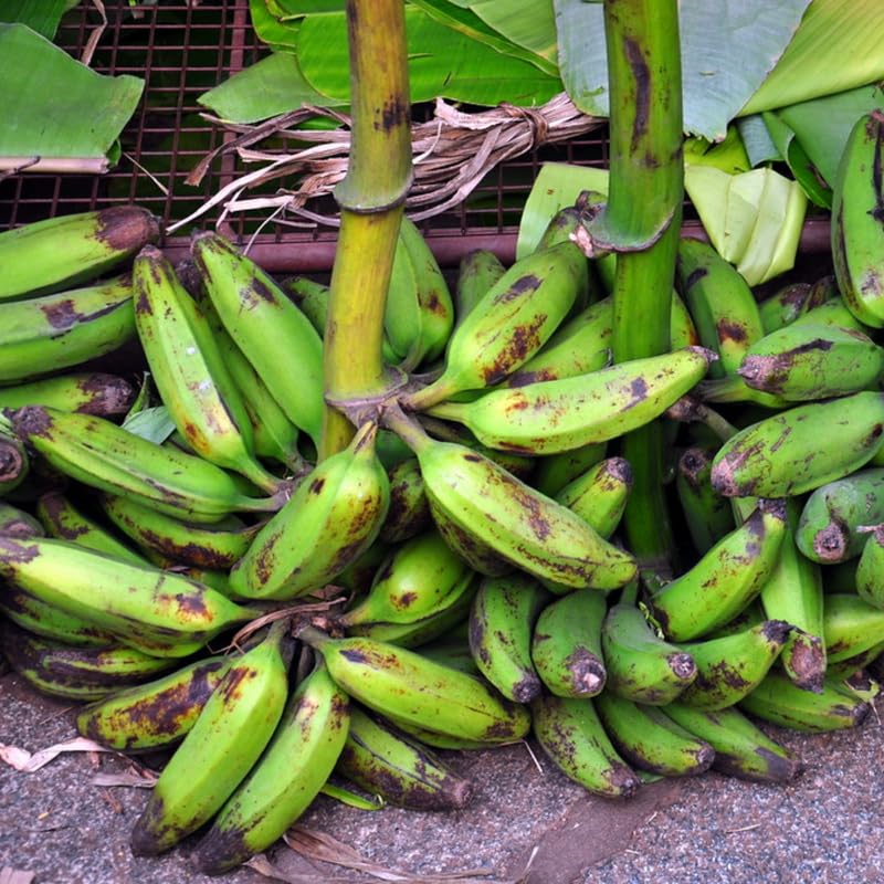 Sweet Tart Banana Tree Live Plant, Cold Hardy Banana Plant Live, Tropical Banana Fruit Seedling, Well Rooted 4-8 Inch Tall