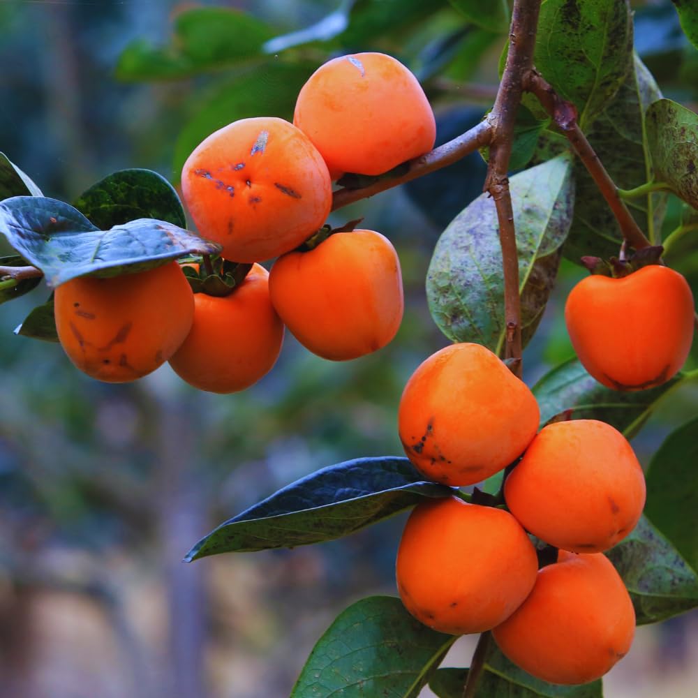 Persimmon Tree Live Plant,1 Feet Tall, Cold Hardy Fruit Persimmon Plant