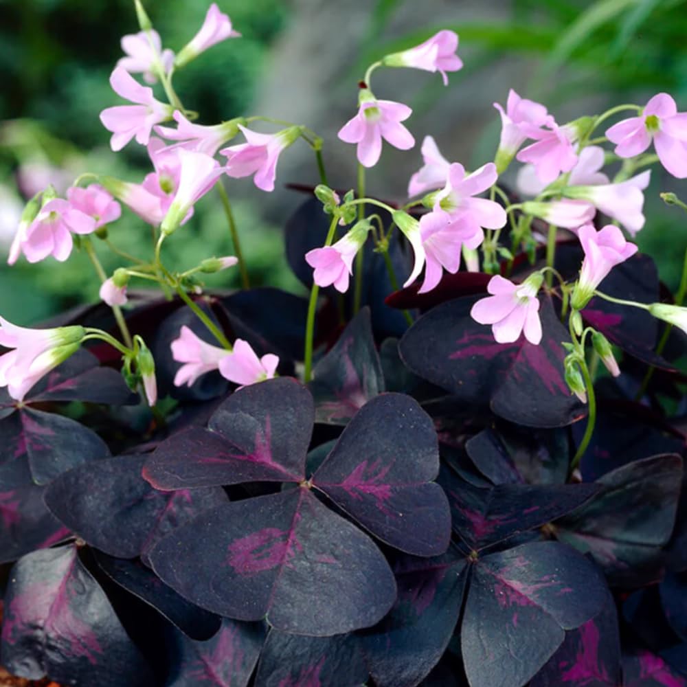 2 Oxalis Triangularis Live Plants, 5-9" Height, Purple Shamrock Plants Live, Ornamental Oxalis Plant Live Indoor Outdoor