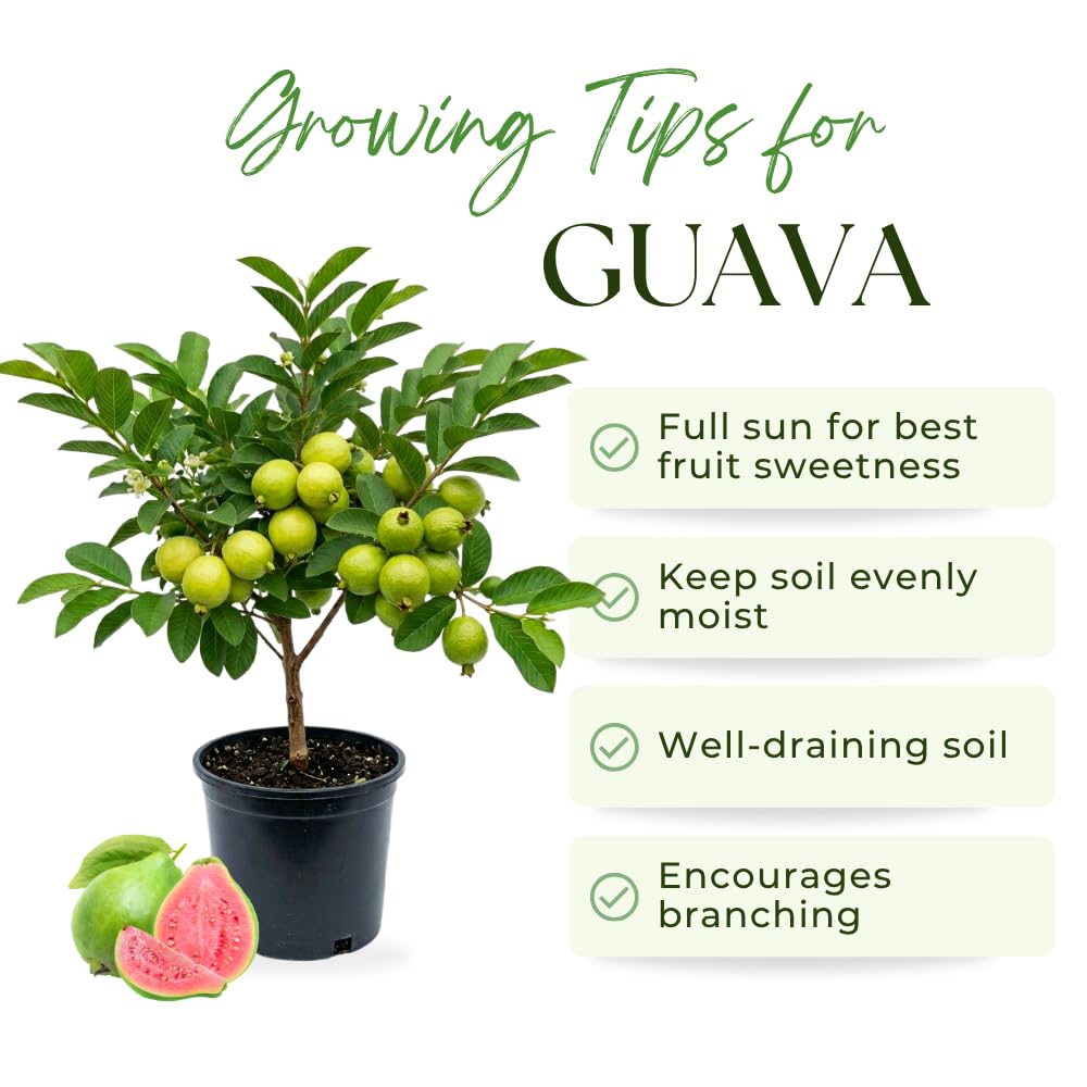 Red Guava Tree Live Plant, 1.5 Years Old Guava Plants Live for Planting, 3 Gallon Pot, 2-3 Feet Tall, Sweet Tropical Fruit Tree for Patio, Backyard and Outdoor Garden, No Ship to CA