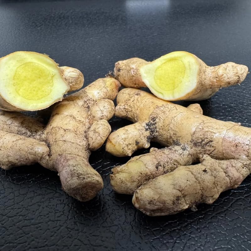 2 Turmeric Plants Live 4-8 Inches, Curcuma Turmeric Plants, Ornamental Flowers, Indoor Outdoor Planting