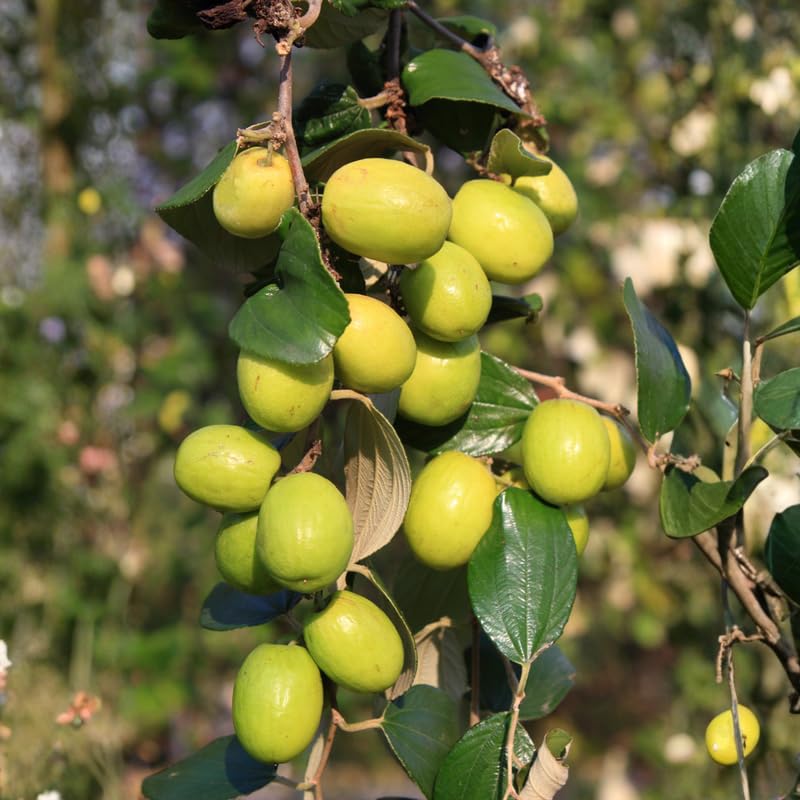 Jujube Tree Live Plant 1 Ft Tall, Outdoor Jujube Plant for Backyard Orchard, Raised Beds or Patio Containers, No Ship to CA (Green Jujube)
