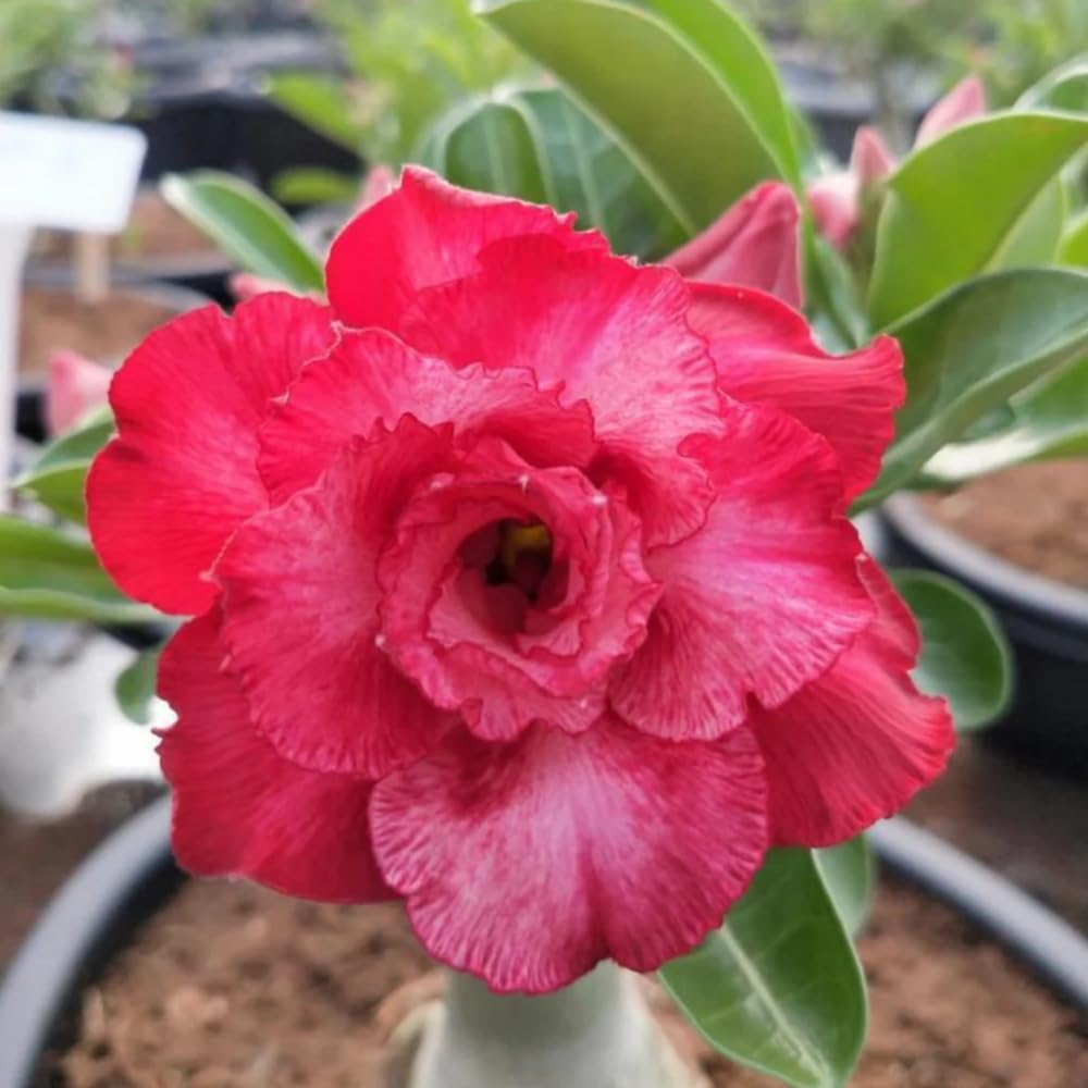 Pack 2 Desert Rose Plants Live, Adenium Desert Rose, Indoor Outdoor Planting from 4 Inches (2 Pink)