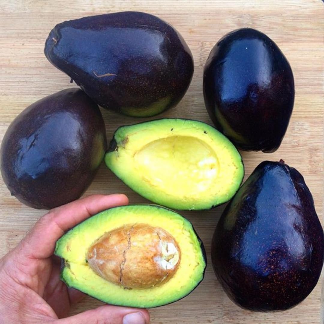 3 Gallon Big Avocado Tree Live Plant, 1-2 Ft Well Rooted, Ready to Bear Fruit, 2 Years Old Live Avocado Tree Plant Grafted (Black)