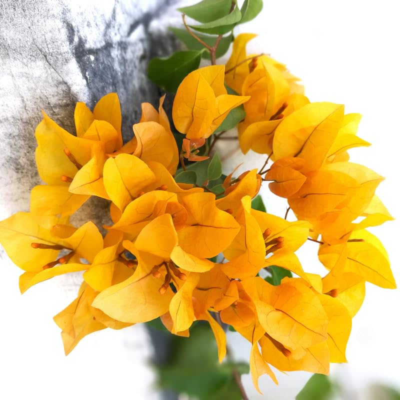 Set 2 Gold Bougainvillea Plants, 5-8" Tropical Bougainvillea Plant Starter, Colorful Perennial Blooms, Live Well Rooted Plant