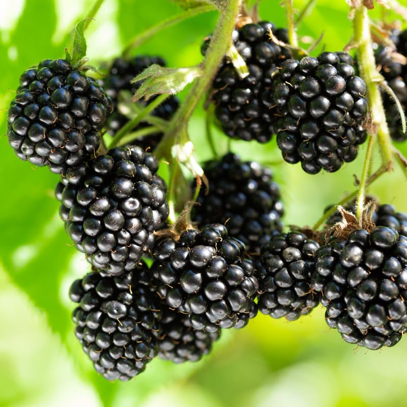 Pack 2 BlackBerry Plants Live, 4-8 Inch Tall, Ouachita Blackberries Fully Rooted High Yield Berry Plants for Outdoor Planting