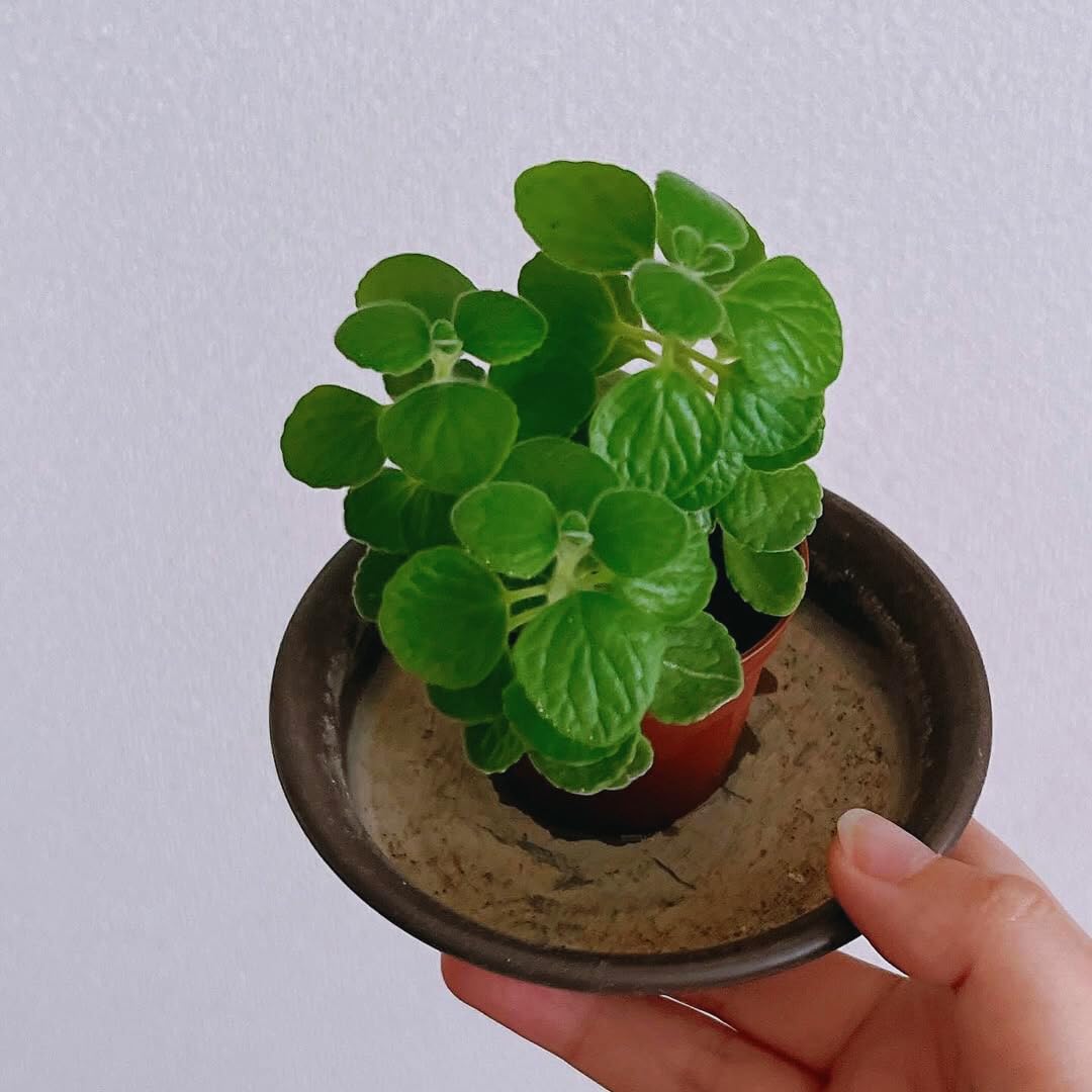 Cuban Oregano Plants Live, 4 to 6 Inc Long, 4 Well Rooted