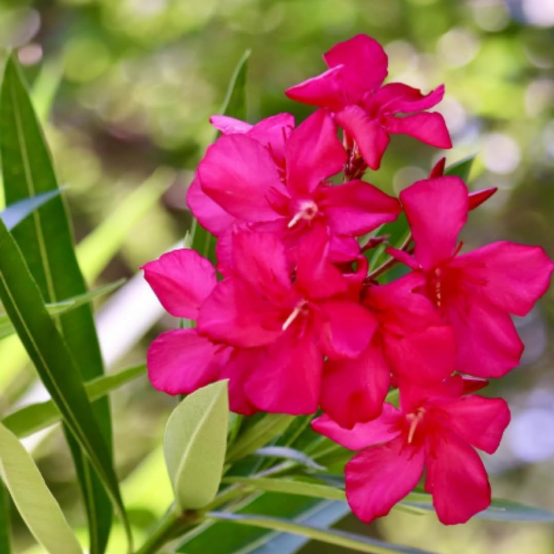 3 Pink Oleander Plants Live, 4 to 7 Inc, Oleander Flower Bush Plant Garden