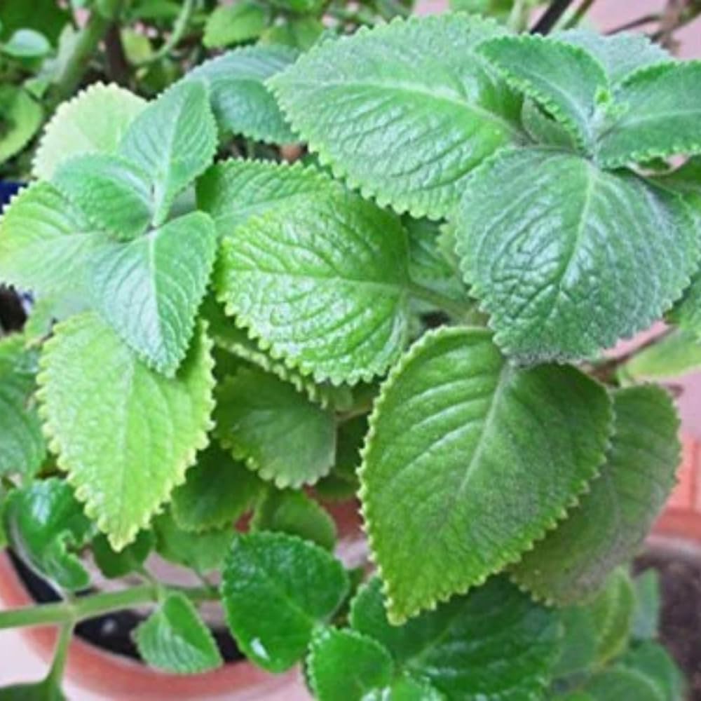 Set of 2 Cuban Oregano Plants Live, 4-6 Inches Tall, Mint Plants Live, Culinary Herb for Planting Indoor or Outdoor