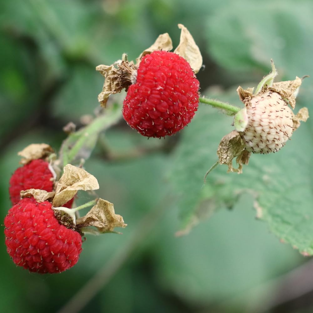 Red Thimbleberry Plant Live, Sweet Edible Berry Plant, 4-8 Inch Tall