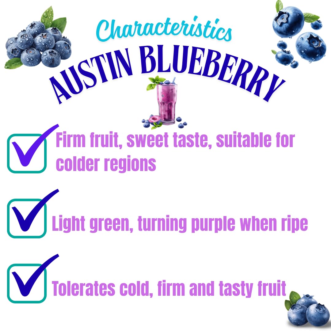 3 Years Old Blue to Purple Blueberry Bush Tree Live Plant 1-2 Feet Tall in 2 Gallon Pot, Blueberries Plants, High Yielding, Ready to Fruit, No CA