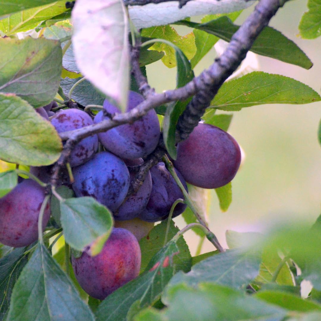 Live Red Purple Plum Tree, Sweet Fruit Tree, Grafted Plum, 3 Feet Tall in 3 Gallon Pot, Ready for Growing, No Ship to CA