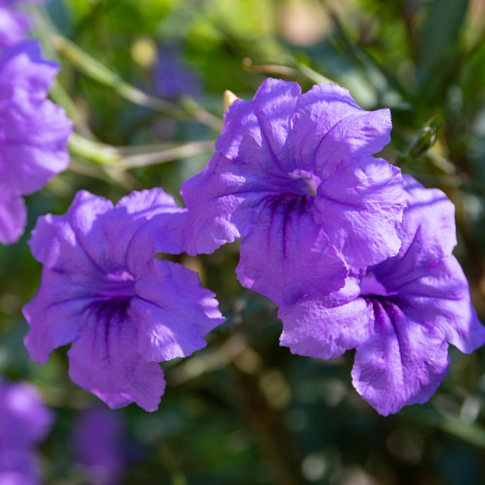 6 Mexican Petunia Live Plants, Vibrant, Low-Maintenance Perennial Flowers, 4-7 Inches, Garden or Containers Growing (Dwarf Purple Blue)