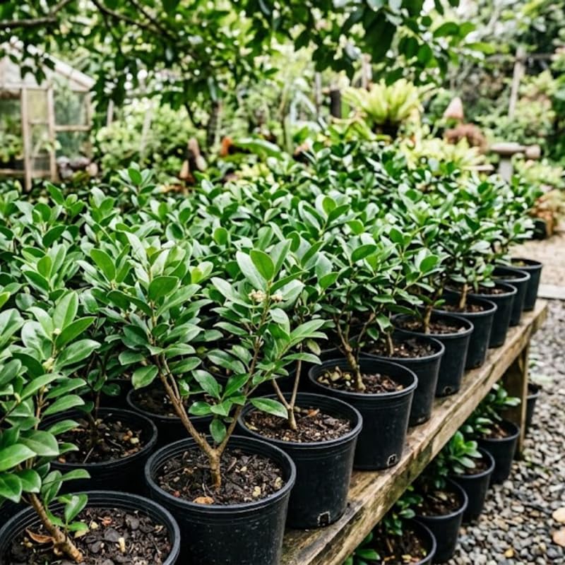Strawberry Guava Tree Live Plant in 3 Gallon Pot, Fragrant and Edible Guava Fruit Bearing Tree from 2 to 3 Feet Height, No Ship to CA