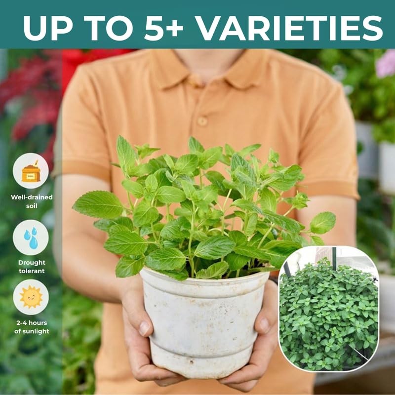4 Berries Creams Mint Plants Live for Spring Planting, Fragrant Culinary Herb Mint for Indoor Outdoor Zones 3-11, Very Hardy and Fast Growing, Size 4-7" in Tall