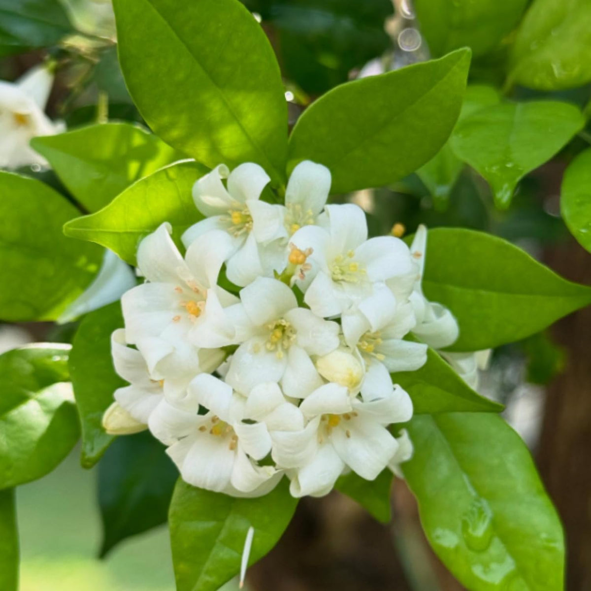Orange Jasmine Plant Live, Fragrant White Blooming Vine, 2-3 Feet Tall in 3 Gallon Pot, Outdoor Garden Climbing Plant, No Ship to CA