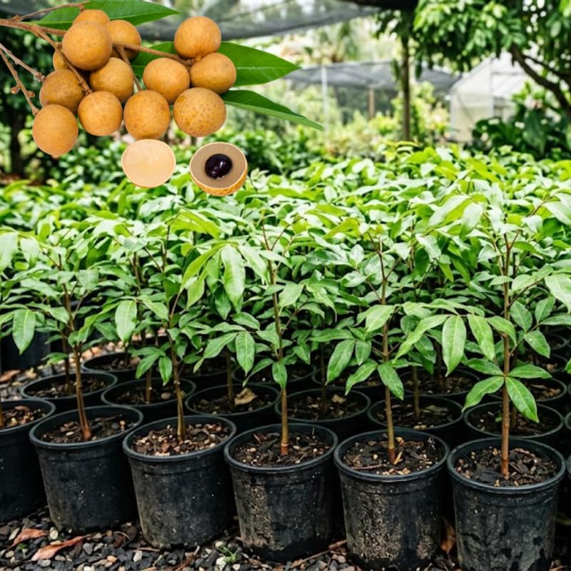 Longan Tree Live Plant, Tropical Longan Fruit Tree for Home Garden, 3 Gallon Pot, 2 to 3 Feet Tall, Sweet and Juice Longan, No Ship to CA