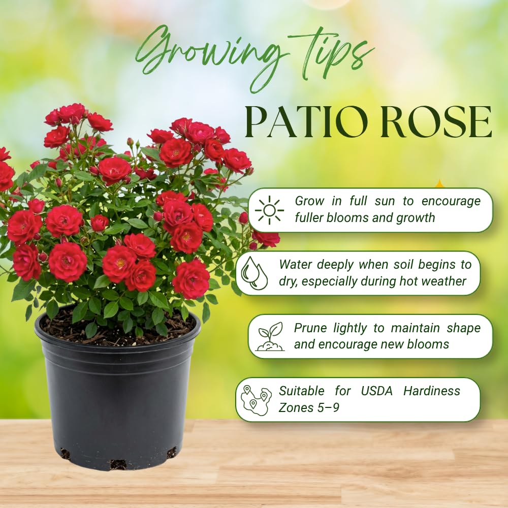 Rose Plant Live, Red Mini Patio Rose Live Plant in 3 Gallon Pot, 1 Feet Tall, Compact Blooming Rose for Containers and Gardens, No Ship to CA