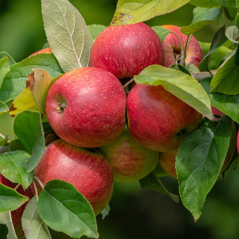 Honey Crisp Apple Tree Plants, Bare Root 1-2 Ft Tall, Apple Tree Plant Live for Planting Outdoors, Well Rooted Fruits Tree Plant, Dormant