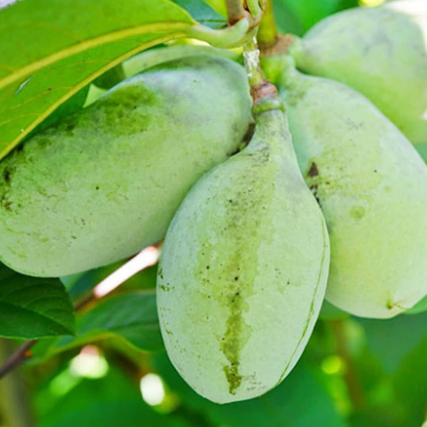 Pawpaw Tree Live Plant Bare Roots, Hardy Paw Paw Plant, 6 to 12 Inc Tall, Paw Paw Live Plant in Quart Potted