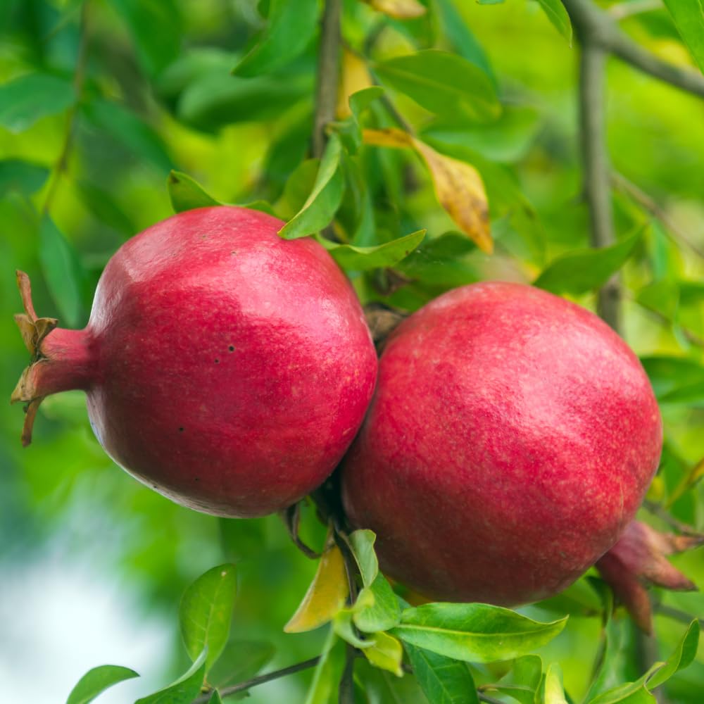 Red Pomegranate Plant Live, Pomegranate Tree Live Plants, Tropical Fruit Tree for Edible Garden, 3 Gallon Pot, 2 to 3 Feet Height, No Ship to CA