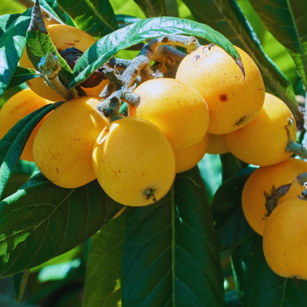 Golden Loquat Tree Plant Live, Loquat Fruit Live Plant, 3 Gallon Pot, Sweet Fruit Garden Outdoor, No Ship to CA
