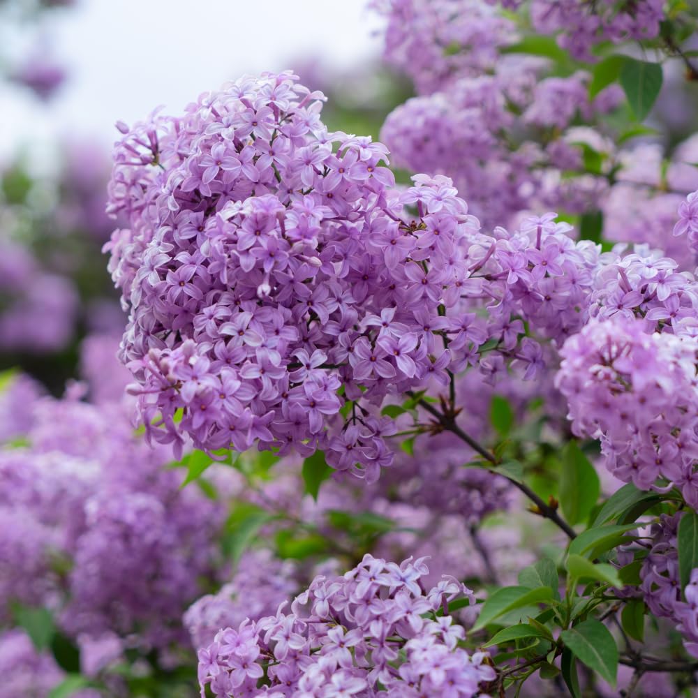 Purple Lilac Tree Live Plant, Lilac Bushes Live Plant, 4 Inc Potted, Dormant in Winter