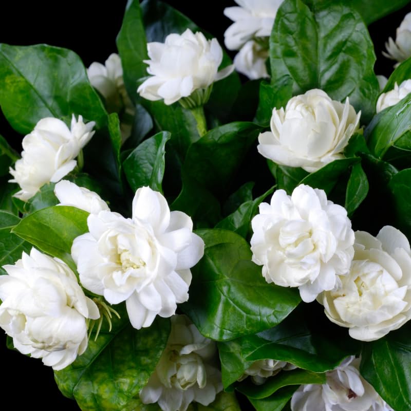 Live Duke Jasmine Plant, Fragrant White Blooming Vine, 2-3 Feet Tall in 3 Gallon Pot, Ready to Grow, No Ship to CA