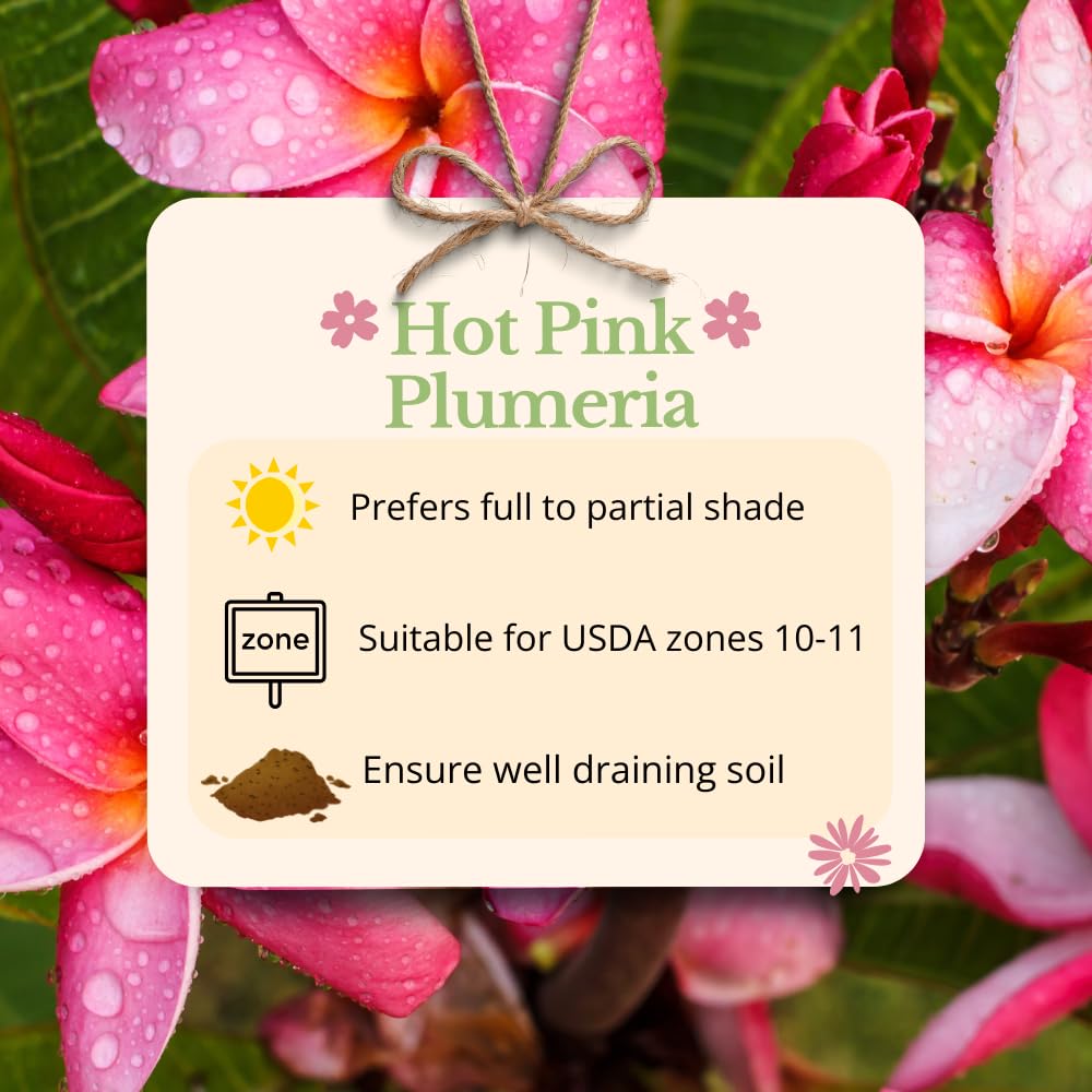 2 Pcs Hot Pink Plumeria Plant Cuttings, from 10 to 12 Inches Long, Fragrant Flowers for Long Lasting Bloom, Tropical Fragrant Tree